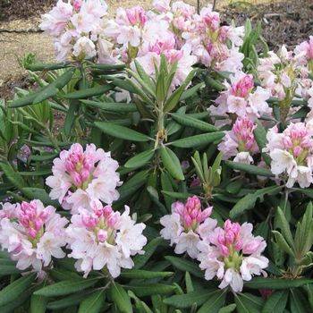 Рододендрон гибридный ‘St. Michel’ (Rhododendron hybriden ‘St. Michel’)